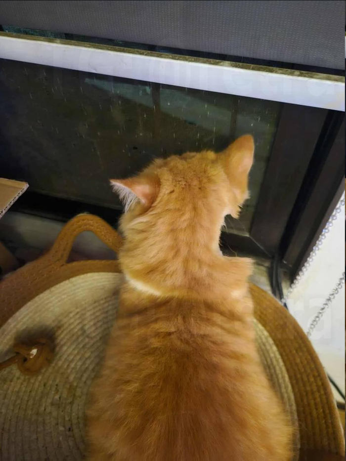 Откусили кота