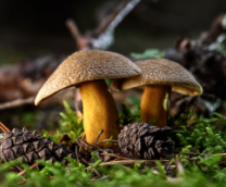 �����. ������� ����