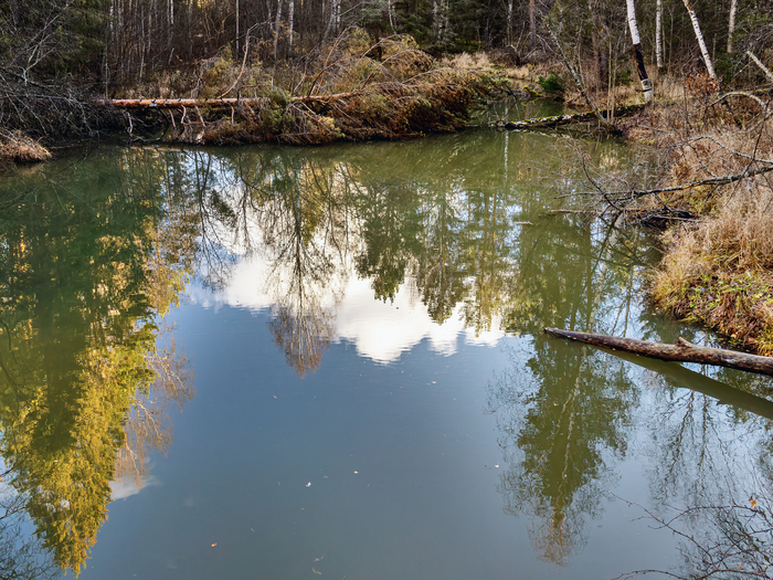 Лесная фоточка