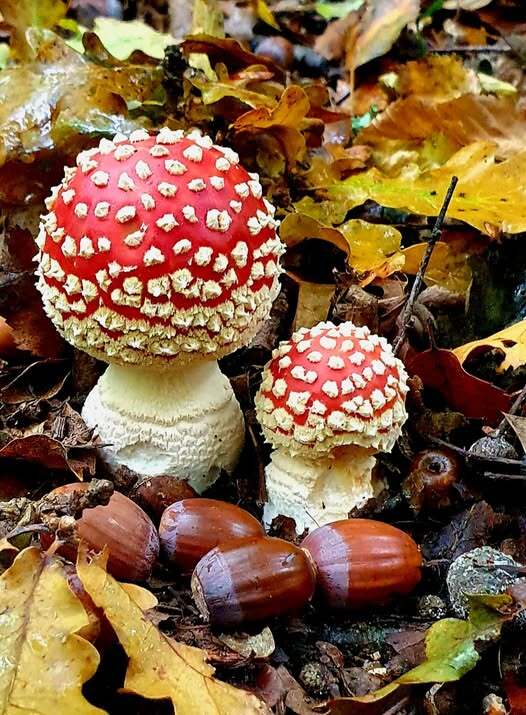 Тайные дары леса