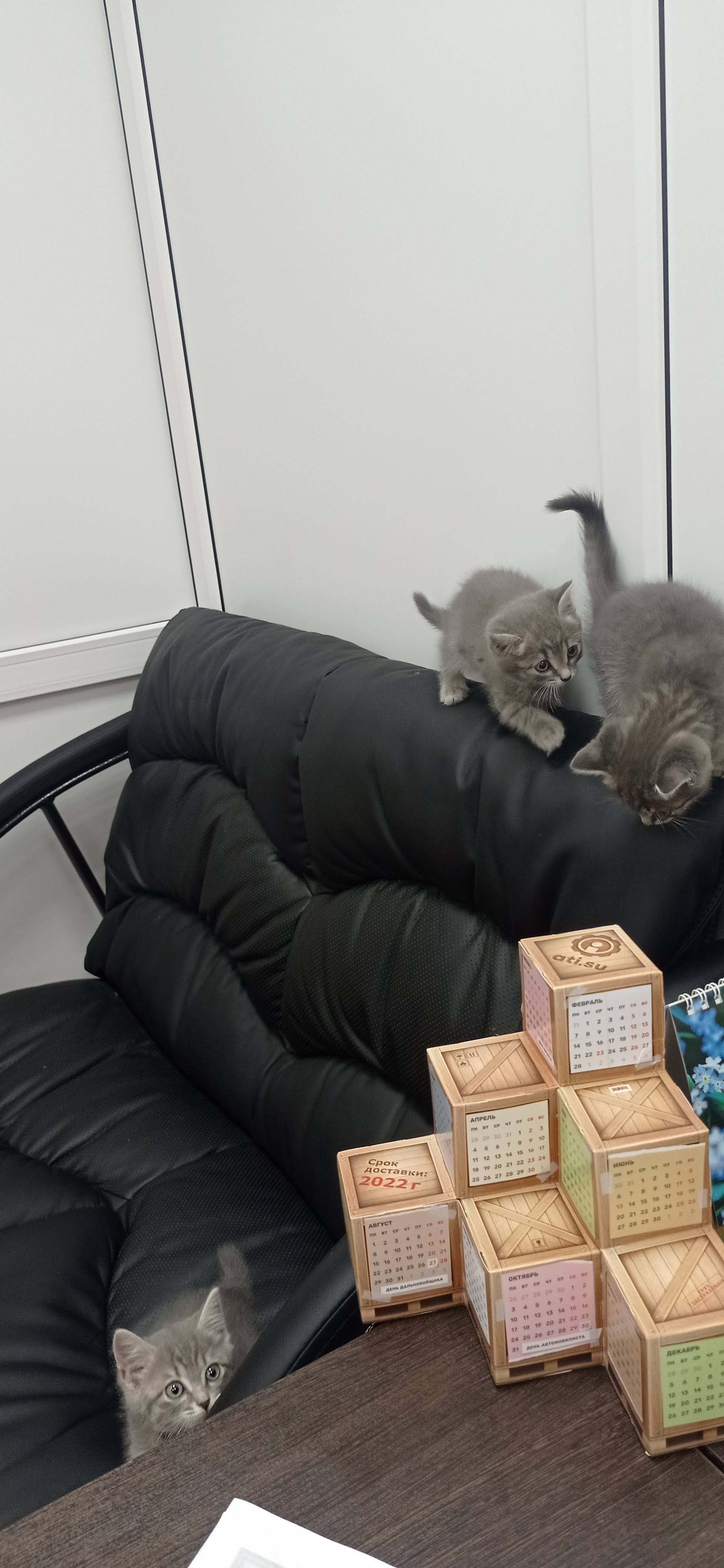 wmdestroy's answer to What kind of creatures are these? - My, Negative, Short post, cat, Overexposure, A wave of posts, Kittens, Foundling, Reply to post, Longpost