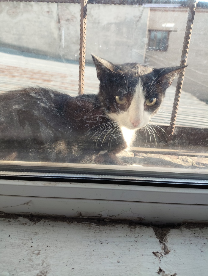 Есть ли у кошек национальность?