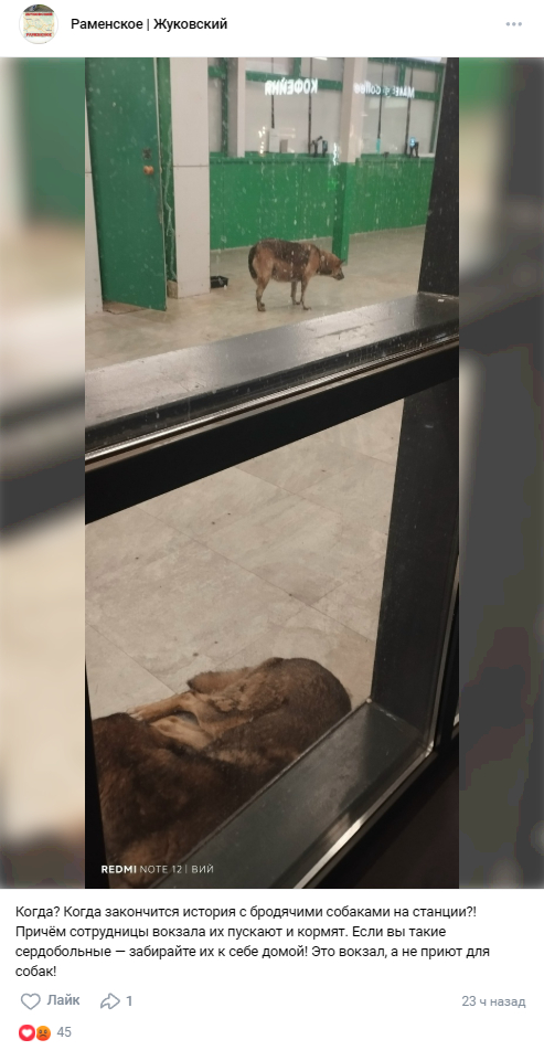 Жители Раменского выразили недовольство по поводу большого количества бродячих собак, которые стали проблемой для местной станции. В ответ на жалобы городская администрация лишь направляет формальные отписки, которые получают одобрение от зоозащитников.
