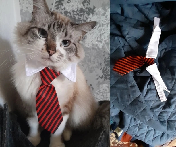 На собеседование - котов