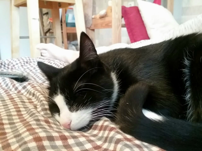 Маленькая Антоша в добрые руки. Санкт-Петербург