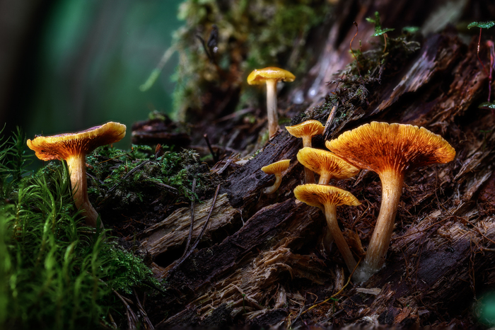 Яркая семейка