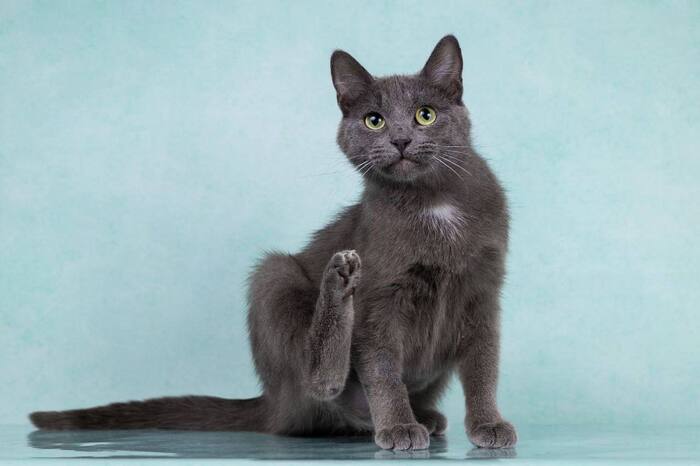 Поиск дома для прекрасной Теосинте!