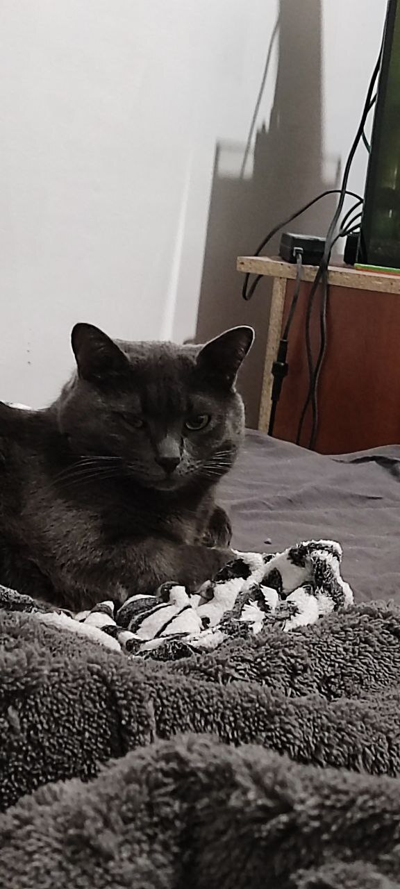 Домашние животные