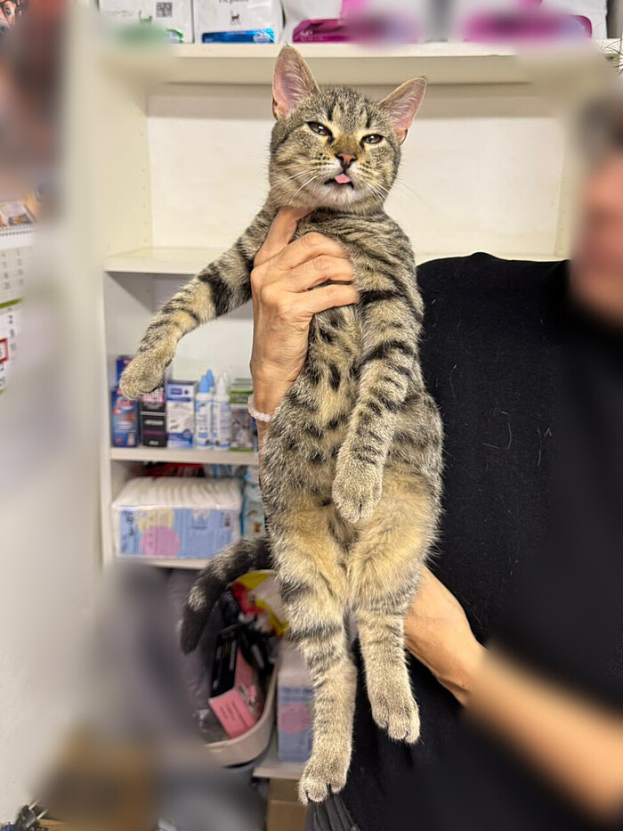 Полосатый парень! Ищем Дом! Санкт-Петербург