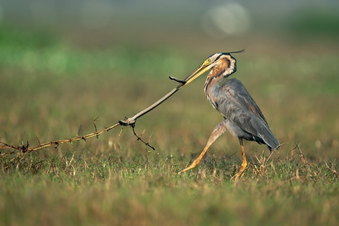 «Последняя попытка» змеи не попасть на ужин цапле