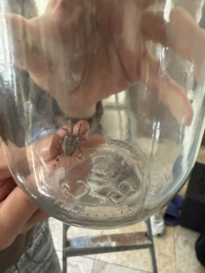 Паук крестовик