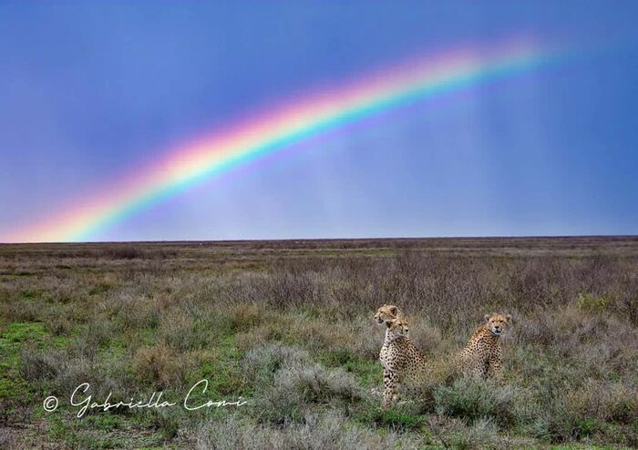 Гепарды и радуга
