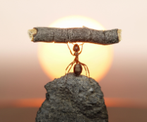 ��� �����