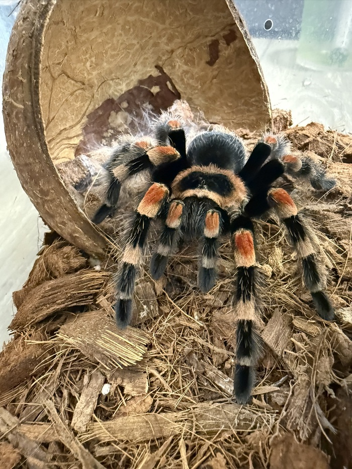 мальчик с пальчик и просто красавец смитяй