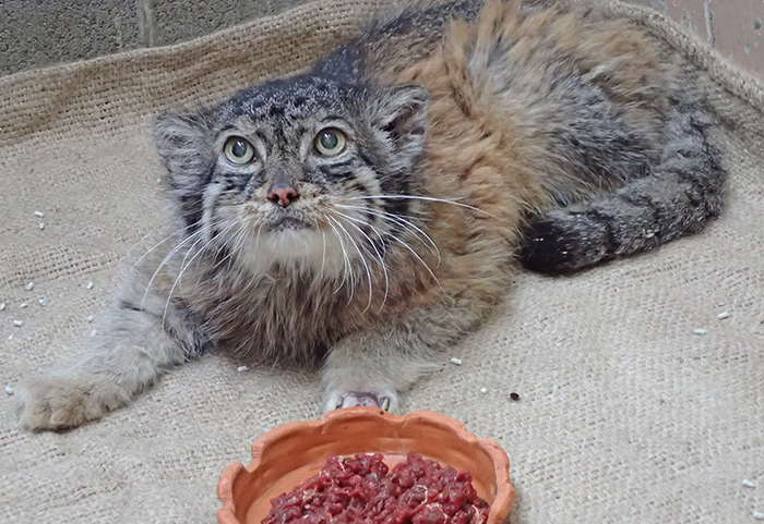 Печальное сообщение из зоопарка Уэно...