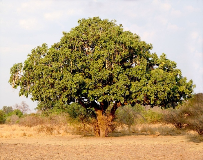Общий вид кигелии. Фото с сайта <a href="https://pikabu.ru/story/kolbasnoe_derevo_13366106?u=https%3A%2F%2Fpikabu.ru&t=pikabu.ru&h=eb1c47aab0f301119e217a7621aacf6313e9330a" title="https://pikabu.ru" target="_blank" rel="noopener">pikabu.ru</a>.