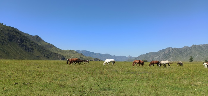 Алтай. где-то в районе реки Катунь.