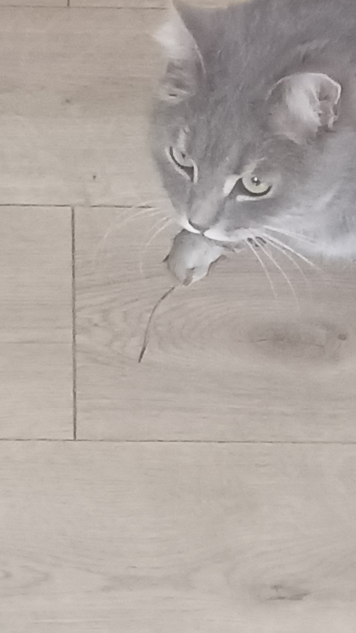 Котейка моя)