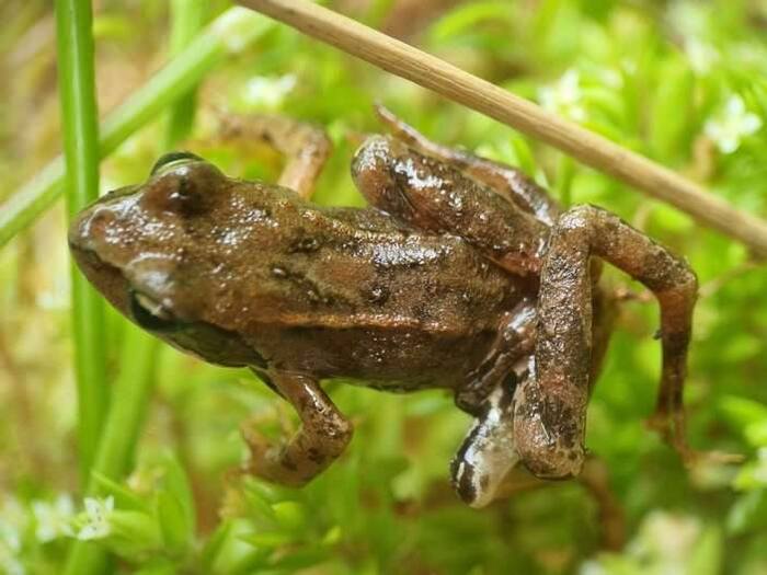 источник картинки: <!--noindex--><a href="https://pikabu.ru/story/shestinogaya_lyagushka_i_ikh_parazit_13349592?u=http%3A%2F%2Felementy.ru&t=elementy.ru&h=faf41a77f789fc7cbc03200db2f9b343cddb4eeb" title="http://elementy.ru" target="_blank" rel="nofollow noopener">elementy.ru</a><!--/noindex-->