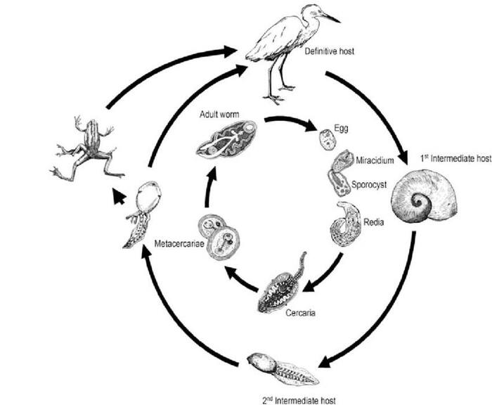 источник картинки: <!--noindex--><a href="https://pikabu.ru/story/shestinogaya_lyagushka_i_ikh_parazit_13349592?u=http%3A%2F%2Felementy.ru&t=elementy.ru&h=faf41a77f789fc7cbc03200db2f9b343cddb4eeb" title="http://elementy.ru" target="_blank" rel="nofollow noopener">elementy.ru</a><!--/noindex-->