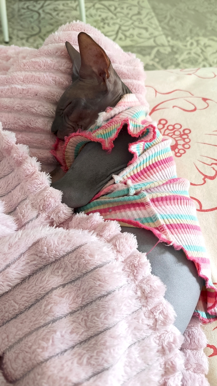 Ответ на пост «Все котов постят вот и я запощщу»