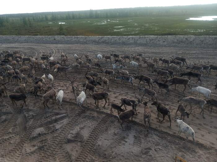 Олени, Покачи