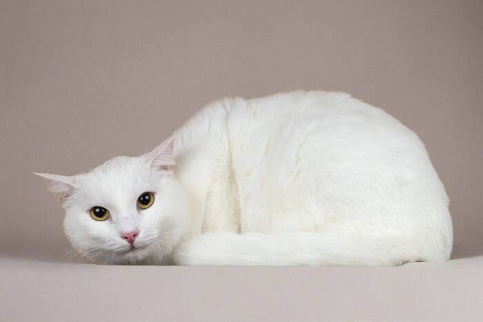 Белоснежная кошечка Перл ищет Дом!