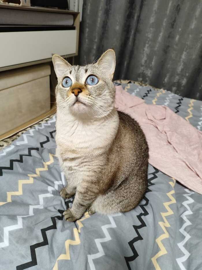 В ответ на пост: " Покажи своё животное "