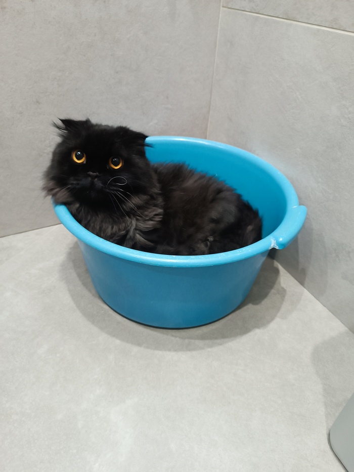 И ещё один кото пост)