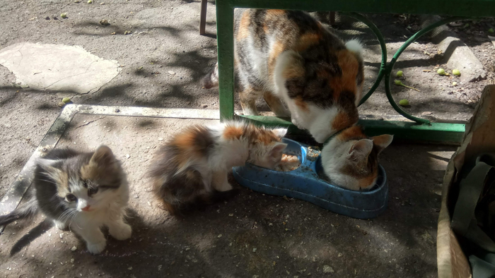 2018 с очередным пополнением, теперь стерилизована.