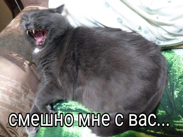 Ответ на пост «Все котов постят вот и я запощщу»