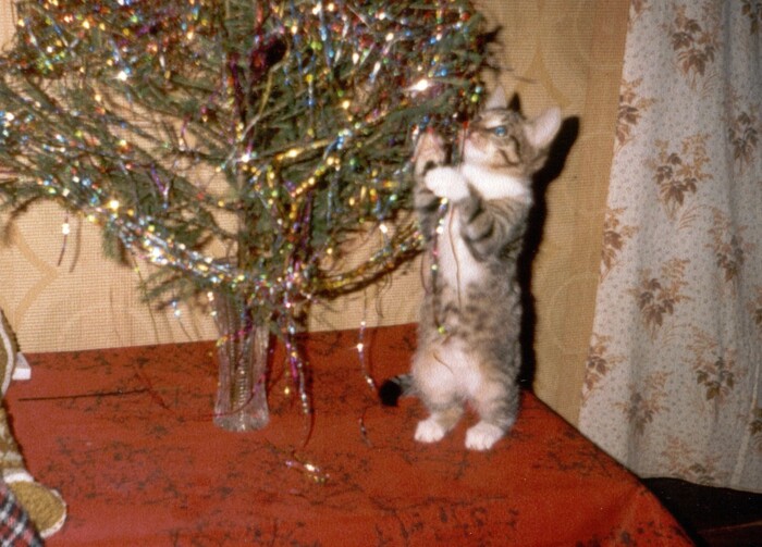 Да ладно - в самый раз ёлочку нарядить!