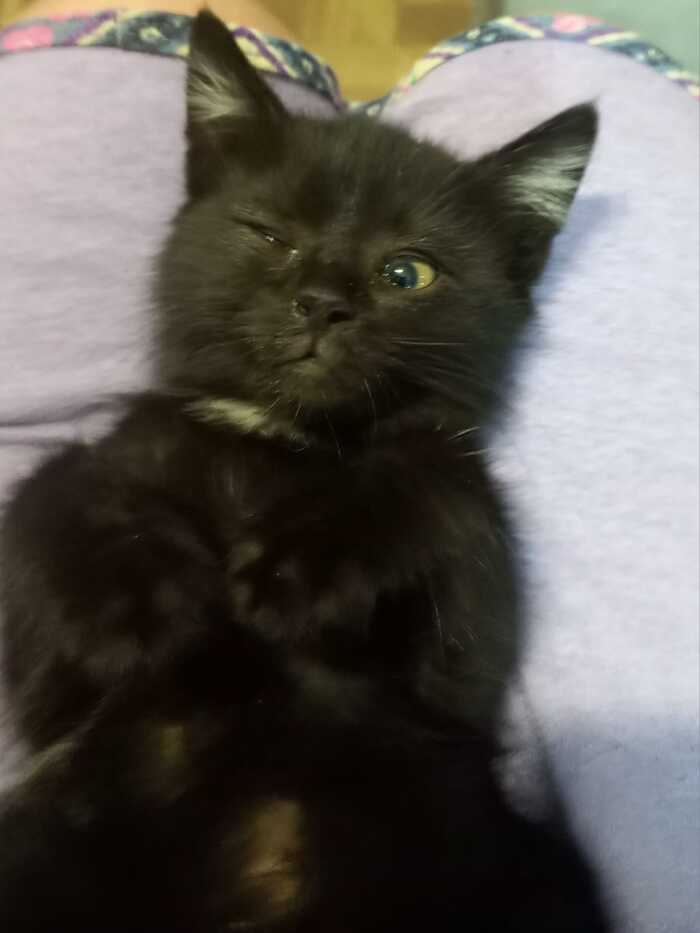 Отлов Мистера Кисточки