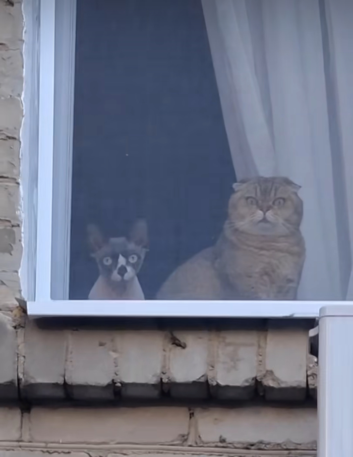 Большой и малый брат следят за вами