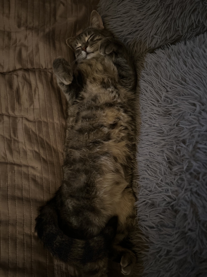 Ответ на пост «Все котов постят вот и я запощщу»