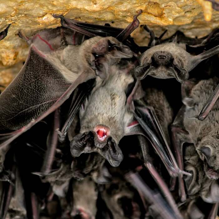 Бразильский складчатогуб