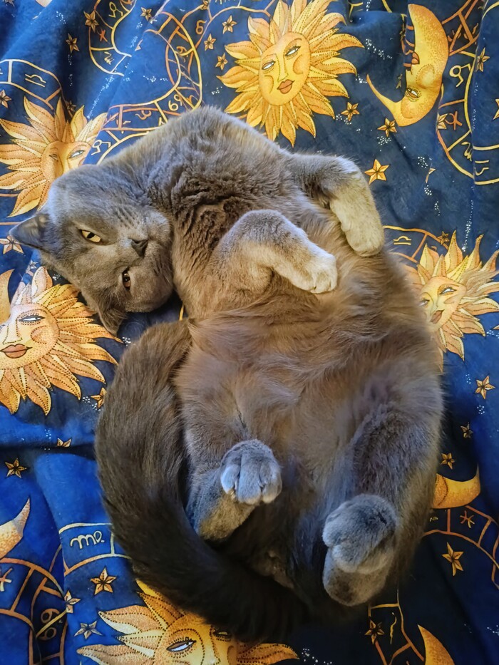 В длинные выходные мы все немножко котики