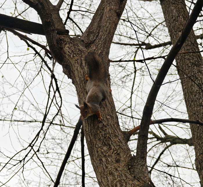 Пушистую белочку Вам в ленту!
