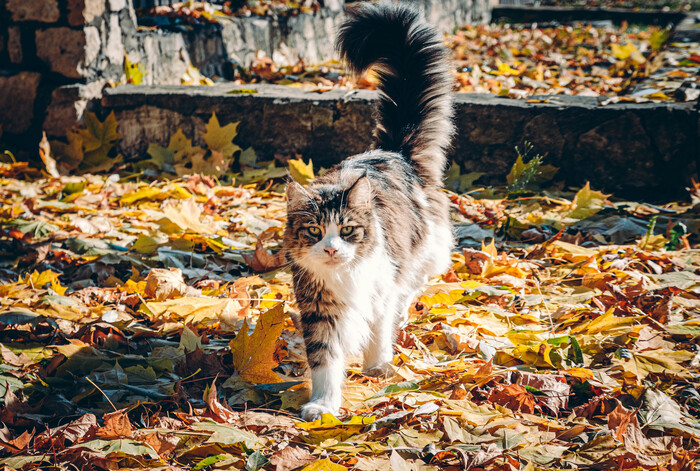 Осенний кот