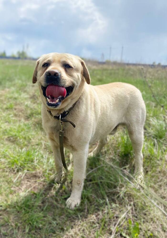 Лабрадор Майк так мечтает о Доме!