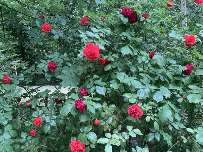 Случайный кадр лето 25