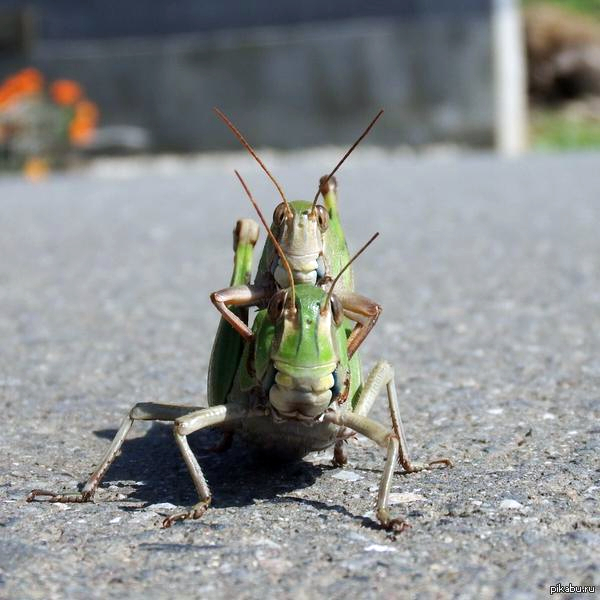 Просто саранча