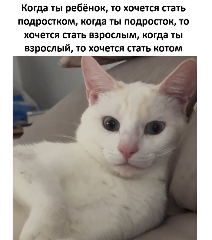 Ещё и 9 жизней