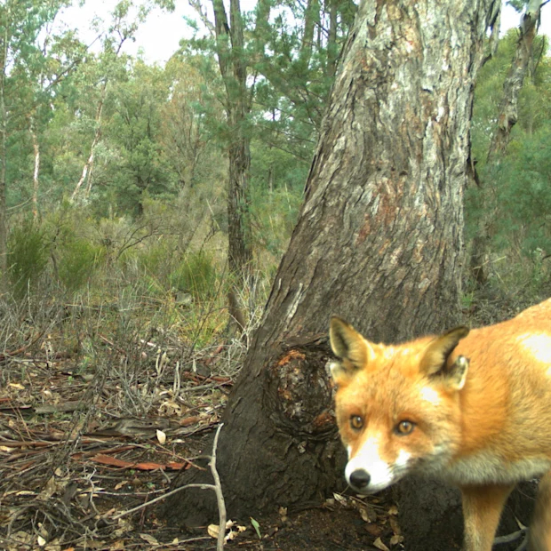  ,     ...        . : AWC