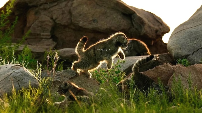 Охота на хвостик