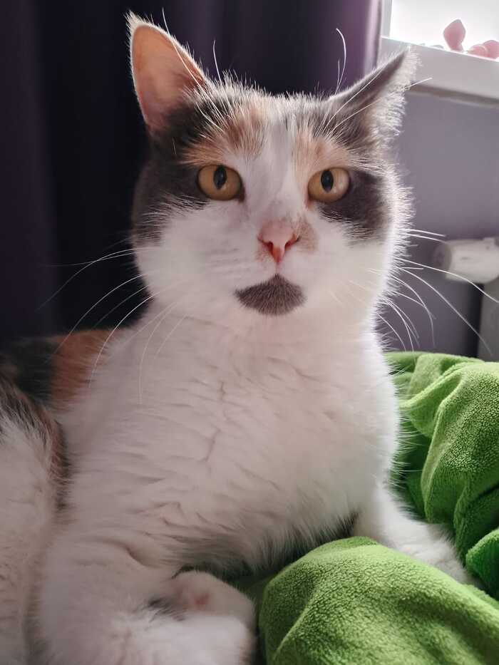 Ответ Sova.1981 в «Все котов постят вот и я запощщу»