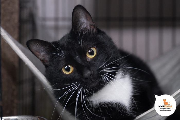 Кот Сантино, 1 год, найден на улице.