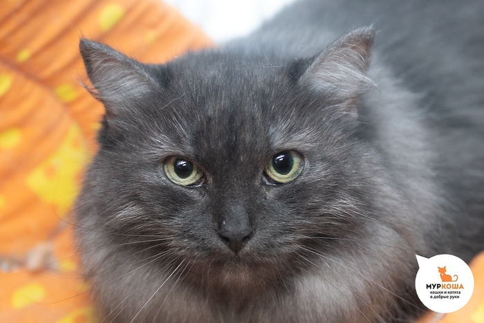 Кошка Теннесси, 5 лет, найдена на улице.