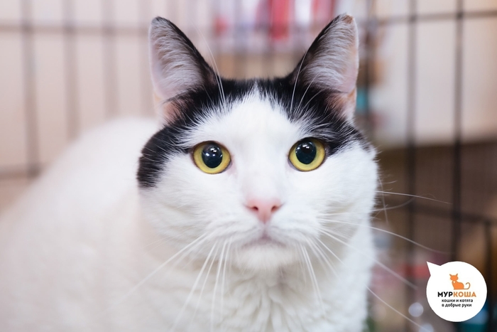 Кошка Бимо, 7 лет, домашняя.