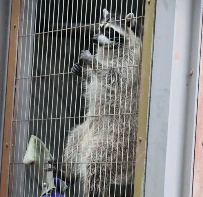 Я большой и страшный зверь!